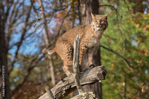 Bobcat (Lynx rufus) Balances on Branch