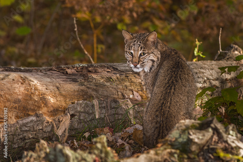 Obraz na płótnie Bobcat (Lynx rufus) Looks Back w salonie