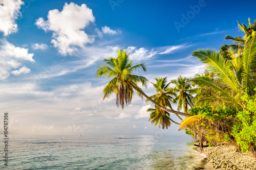 Fototapeta Naklejka Na Ścianę i Meble -  Beautiful palm trees on maldivian beach