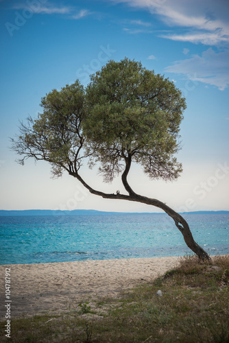 Lonely tree with beach and space for text