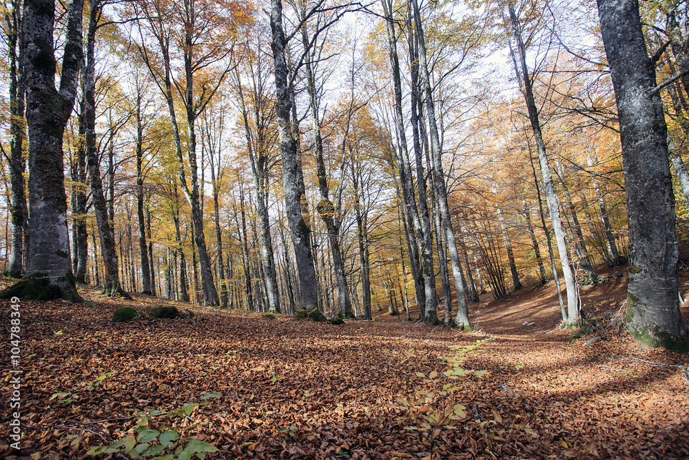 Obraz premium Il bosco rosso
