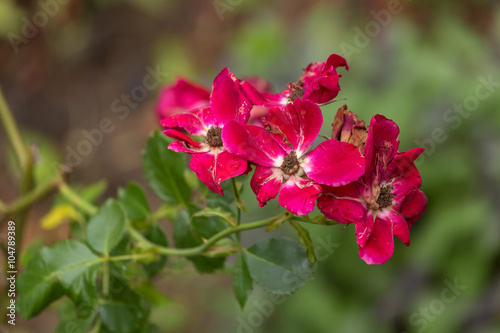 Fototapeta Naklejka Na Ścianę i Meble -  Red Geranium Flower