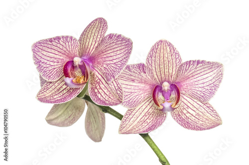 Blooming orchid stem on a white background. Soft focus.