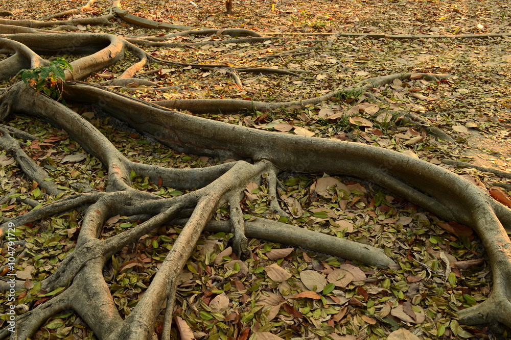 Silhouette of roots of  tree in evening day