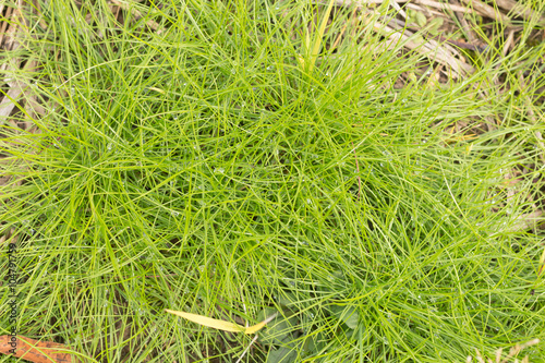 nature fresh dew drop on line green grass