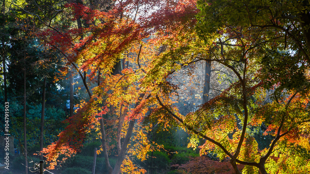 Red and orange maple leaf in mid autumn Japan