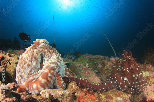 Pair Octopus mating