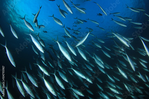 Tuna fish underwater in sea ocean