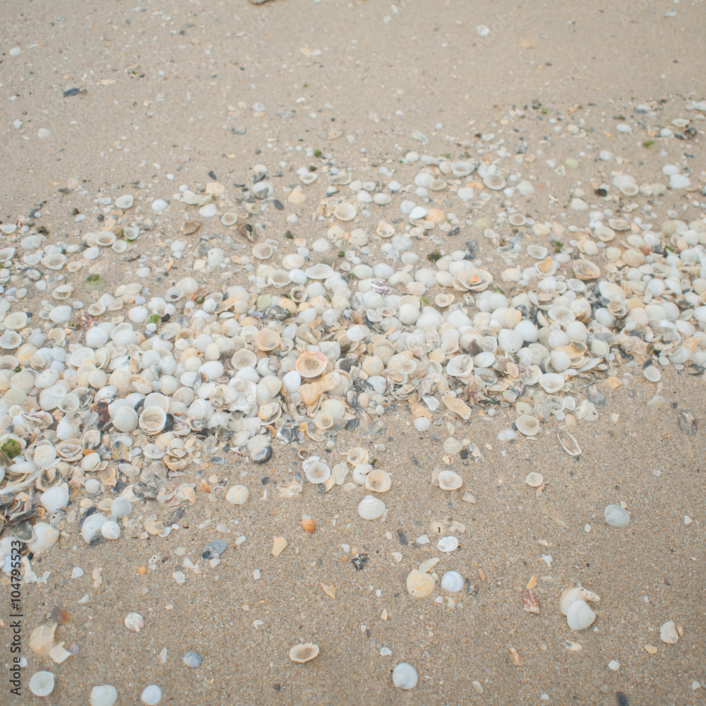 texture set of mollusk shells, mussels on the shore with sunligh texture set of mollusk shells, mussels on the shore with sunligh