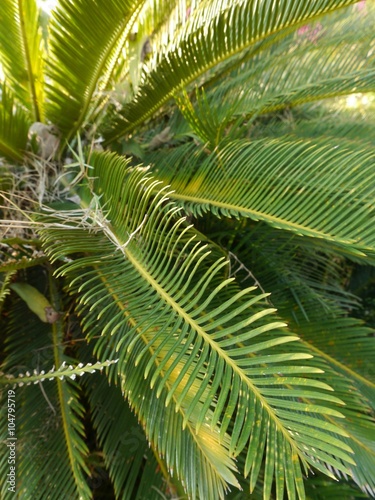 Palm