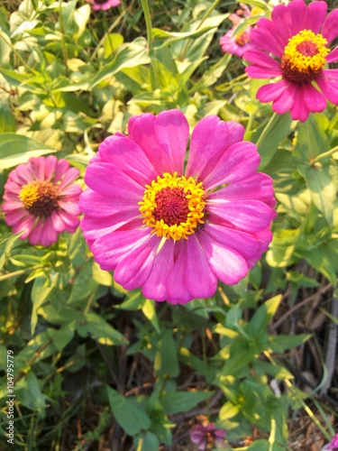 Zinnia   Zinnia violacea Cav  