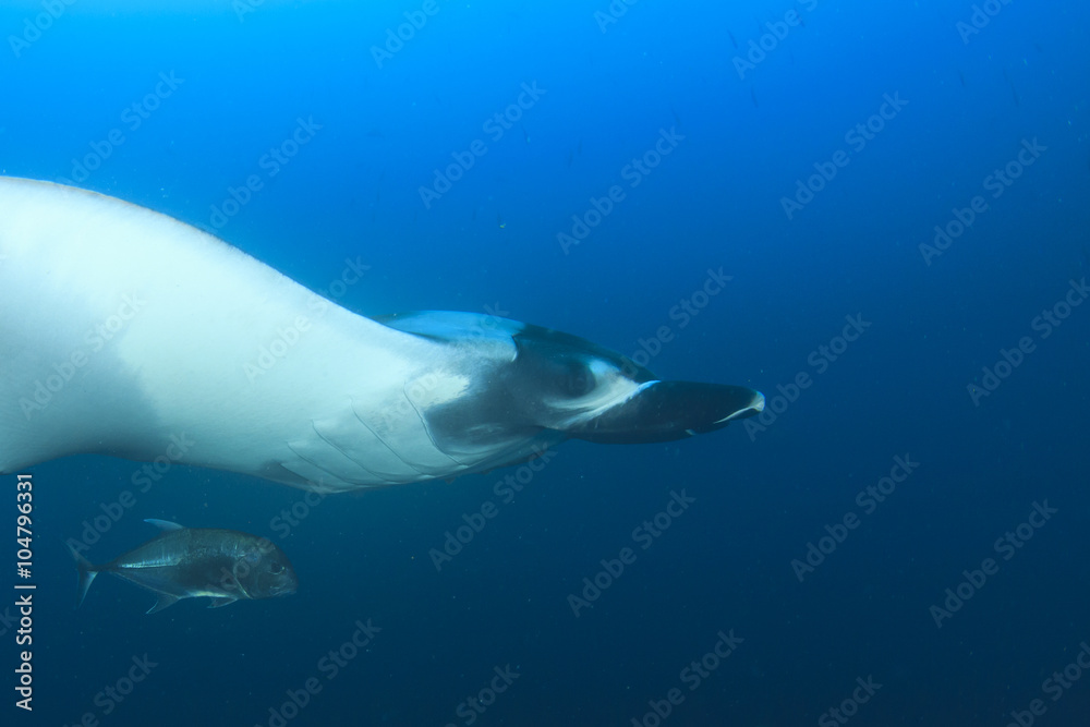 Obraz premium Płaszczka