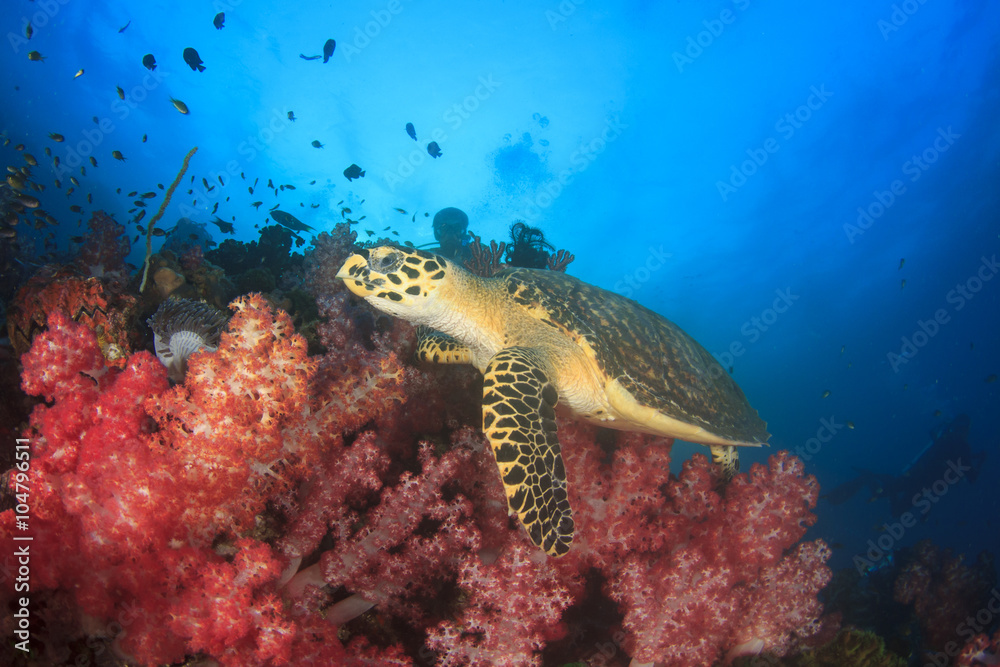 Obraz premium Hawksbill Sea Turtle and scuba diver
