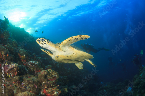 Hawksbill Sea Turtle and scuba diver © Richard Carey