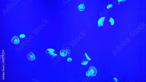 Photography The jellyfish in the blue lighting