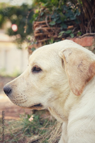 Fototapeta Naklejka Na Ścianę i Meble -  Labrador dog