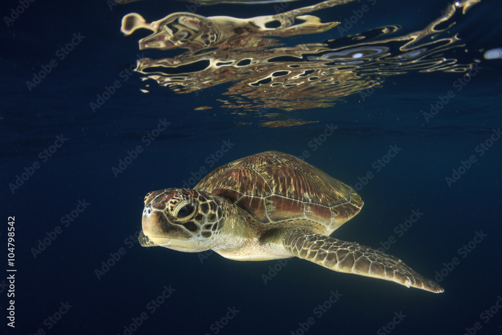 Obraz premium Sea Turtle with reflection