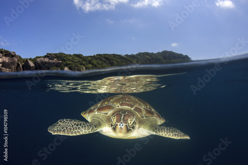 Sea Turtle half and half split photo sea surface underwater and island, 