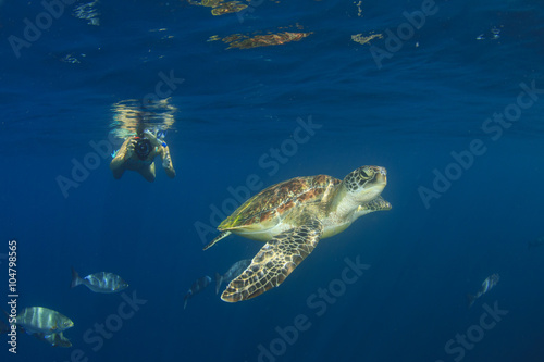 Young woman snorkeling swims with sea turtle © Richard Carey