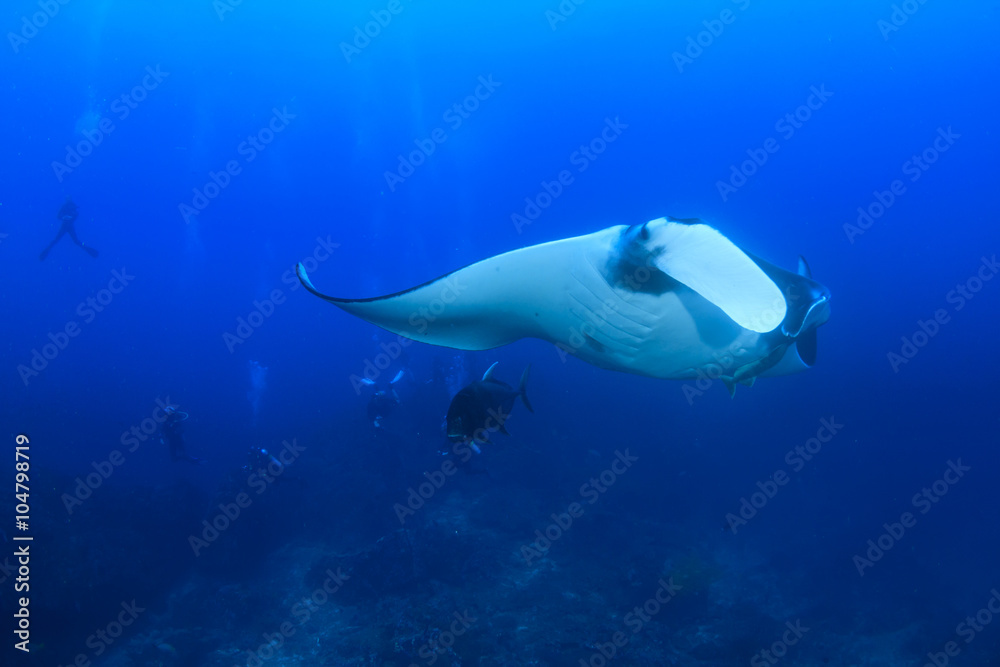 Fototapeta premium Manta Ray