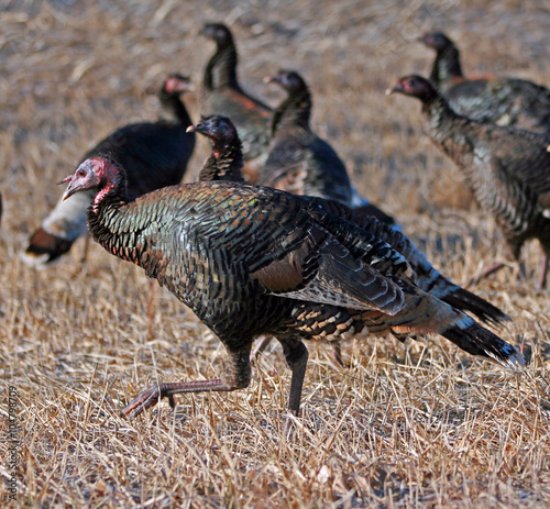Wild Turkeys foraging near Sheridan Wyoming