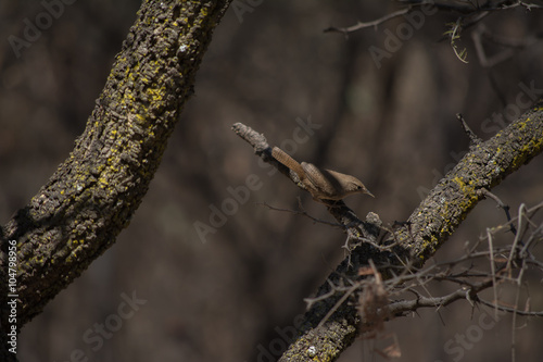 Un pájaro de color oscuro se sitúa entre ramas. photo