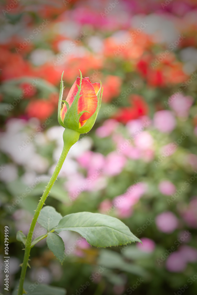 red rose red rose