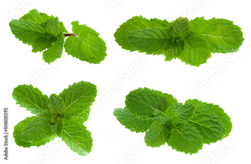 Tablou pe pânză Fresh mint isolated on white. Collection
