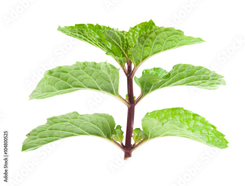 branch of mint