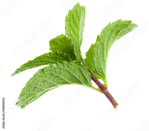 branch of mint