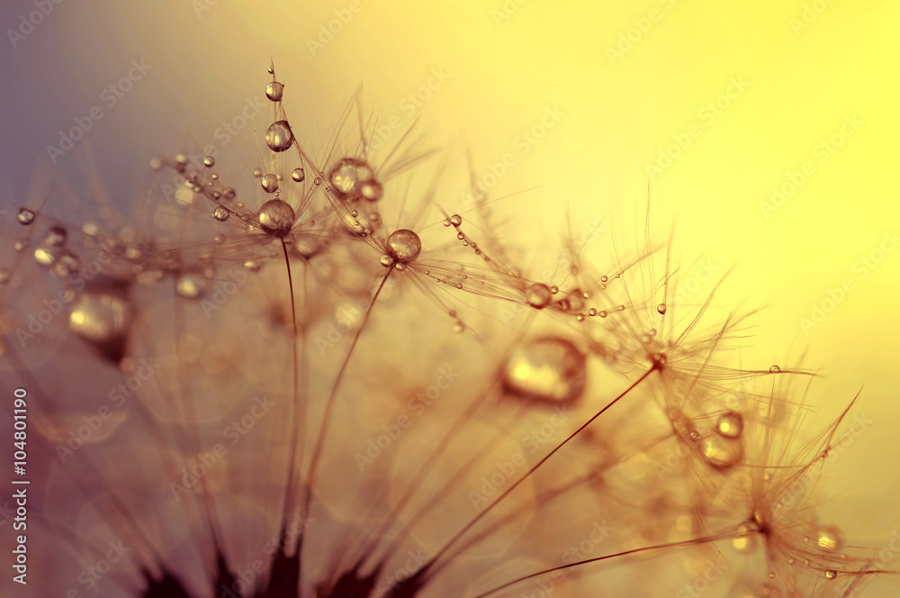 Fototapeta Dewy dandelion flower at sunrise close up