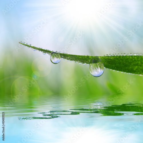 Fresh grass with dew drops closeup. Nature Background