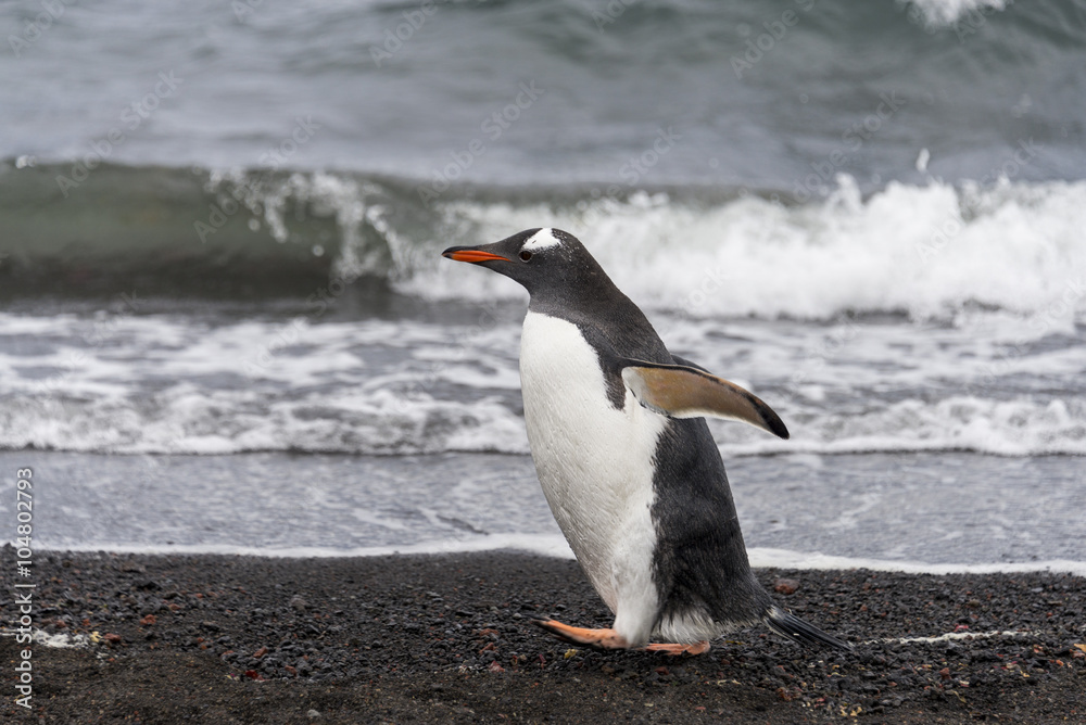 Gentoo penguin Gentoo penguin
