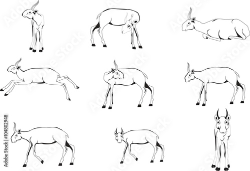 Scethes of saiga antilopes set in various poses
