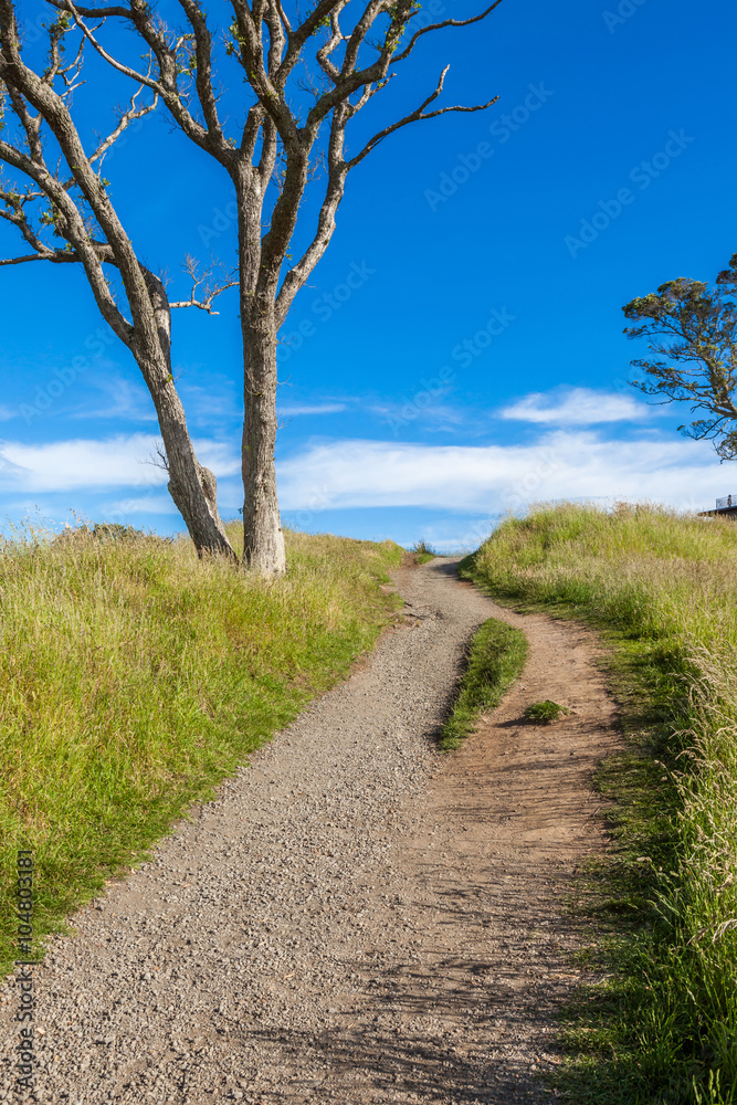 The beautiful scene of walking track beside alone tree on Auckla