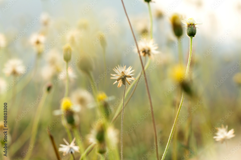 grass flowers selective focus with shallow depth of field grass flowers selective focus with shallow depth of field