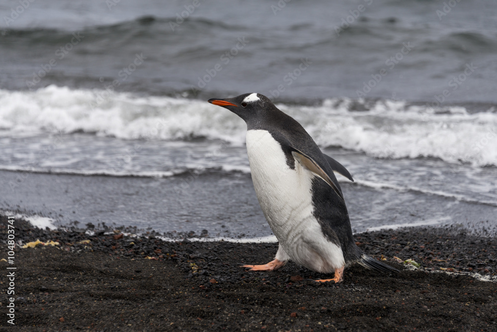 Fototapeta premium Gentoo penguin