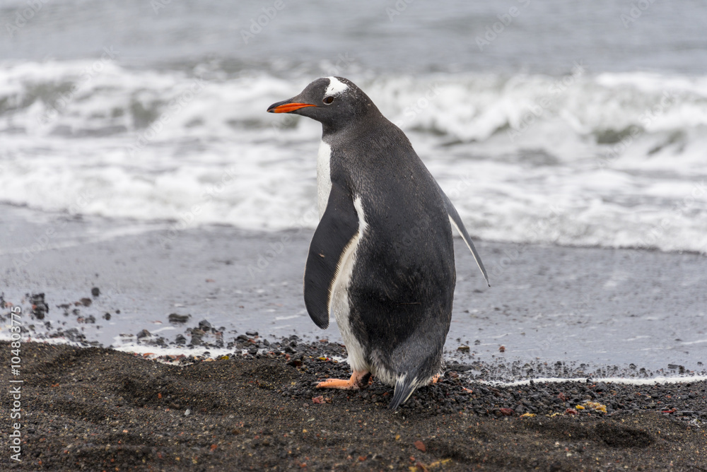 Naklejka premium Gentoo penguin