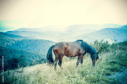 Horses grazing in the mountains