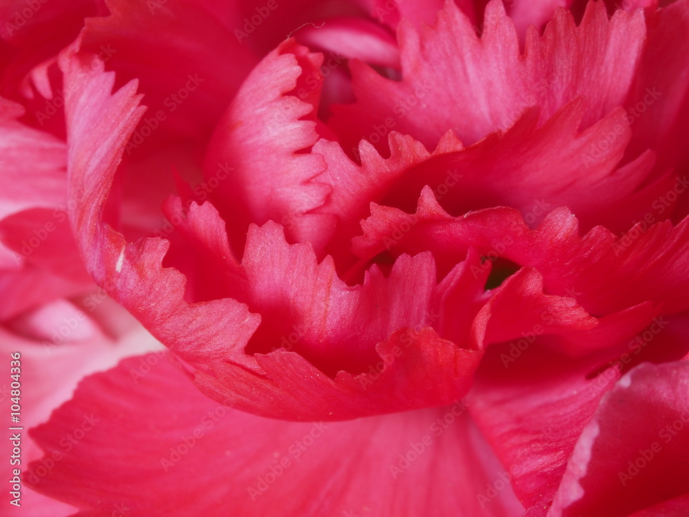 Macro Of Pink Carnation Flower