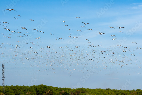 A large group of migrant seagull flying over mangrove forest toward the sea 