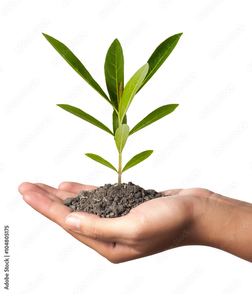 plant in the hand on green background plant in the hand on green background