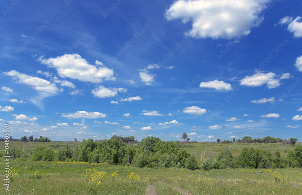 Summer landscape