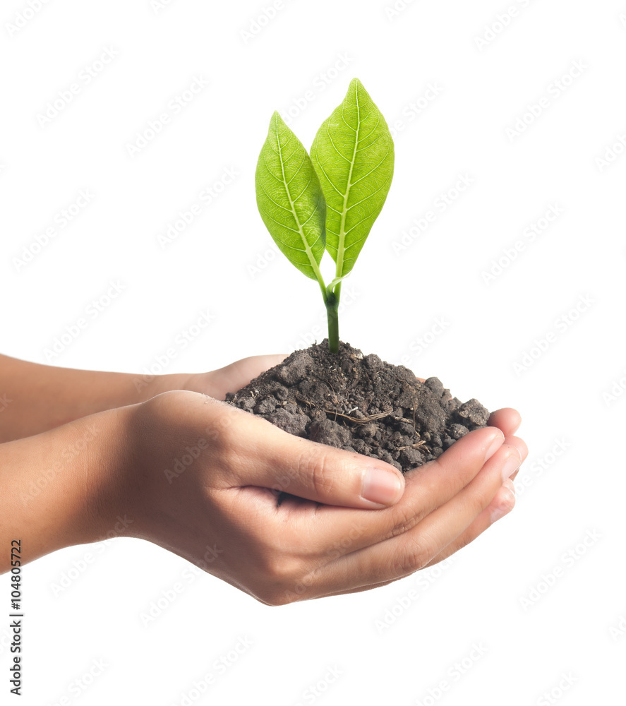 plant in the hand on green background plant in the hand on green background