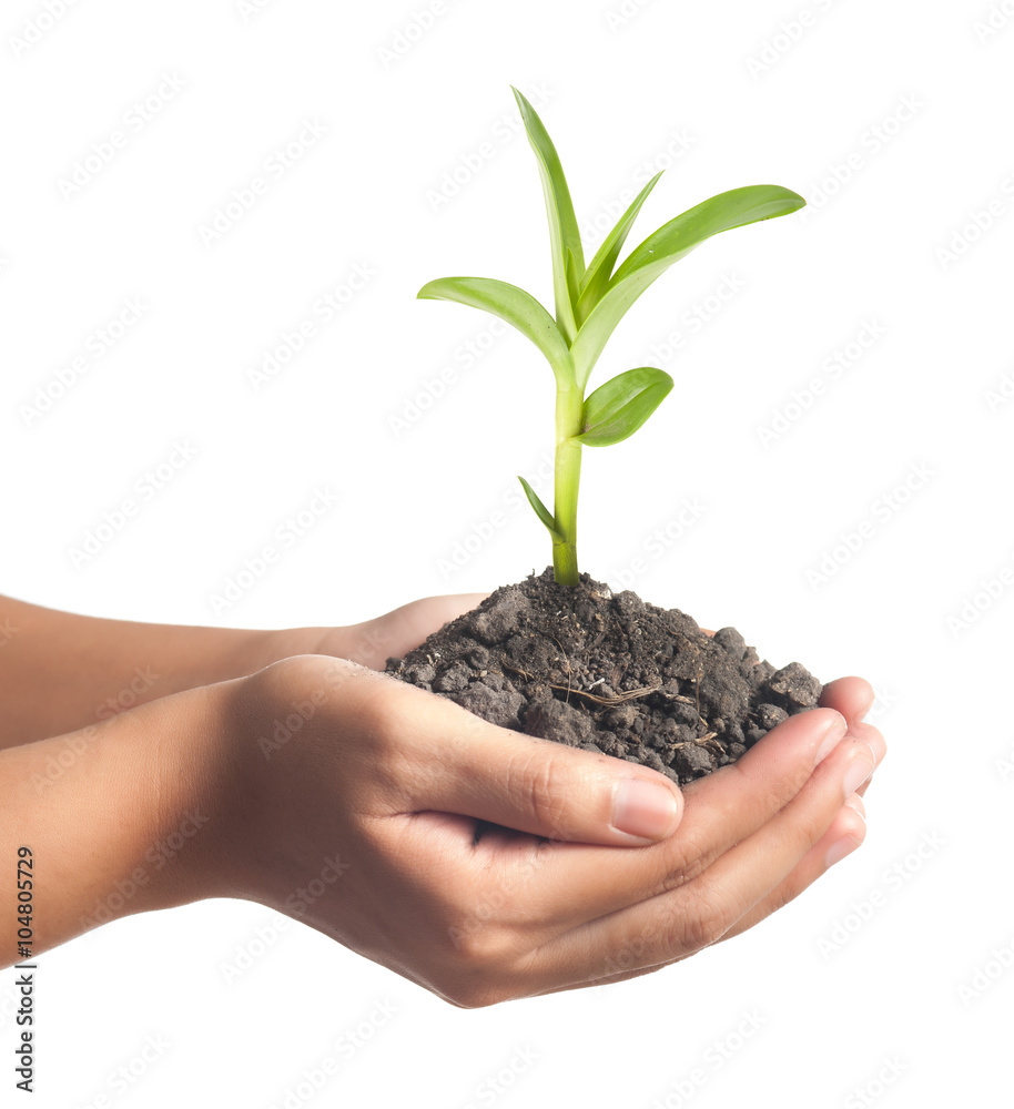 plant in the hand on green background plant in the hand on green background