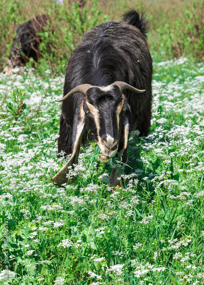 Portrait of a mountain goat