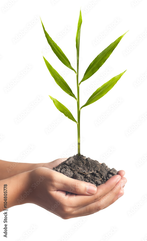 plant in the hand on green background plant in the hand on green background