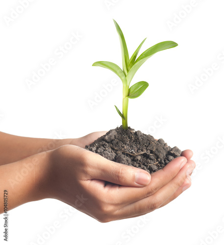 plant in the hand on green background © showcake
