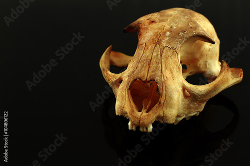 asian goldden cat   skull and skull  on black background photo