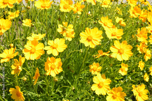 поляна желтых цветов